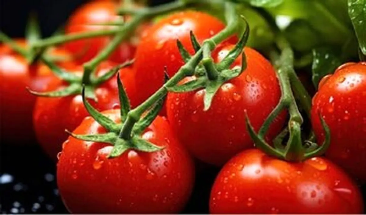 صادرات این محصول ممنوع شد