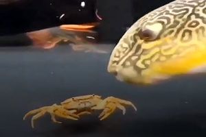 ماهی پفی یک خرچنگ را در چند ثانیه متلاشی کرد/ ویدئو

