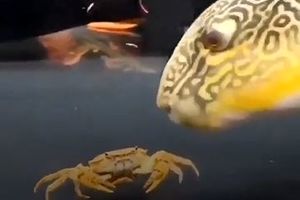 ماهی پفی یک خرچنگ را در چند ثانیه متلاشی کرد/ ویدئو

