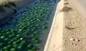 رودخانه هندوانه در بوشهر به راه افتاد/ ویدئو