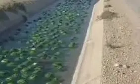 رودخانه هندوانه در بوشهر به راه افتاد/ ویدئو