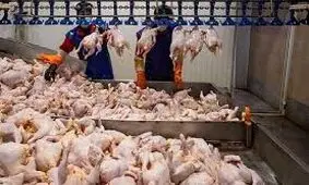 بیش از ۳۷۶ تن مرغ گرم روزانه در گیلان توزیع می‌شود