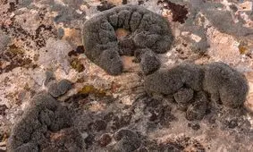 کشف نوعی خزه که می‌تواند روی مریخ زنده بماند

