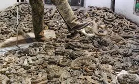 بزرگترین گردآوری مار‌های زنگی در جهان/ ویدئو

