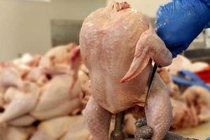 یک فروشنده: مرغ عمده‌ای را کیلویی ۷۵ هزار تومان می‌خریم، چطور آن را ۶۳ هزار تومان بفروشیم؟