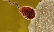  تخمک زنان در آخرین لحظات لقاح در گزینش اسپرم برنده بسیار سختگیر می‌شود