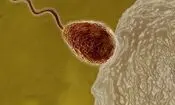  تخمک زنان در آخرین لحظات لقاح در گزینش اسپرم برنده بسیار سختگیر می‌شود