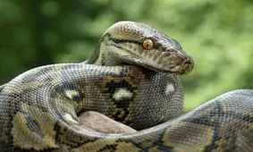 کشف محموله سنگین مار و عقرب در خانه مرد کرجی