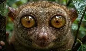 عجیب‌ترین صورت‌ها در دنیای حیوانات و راز بقای آن‌ها 