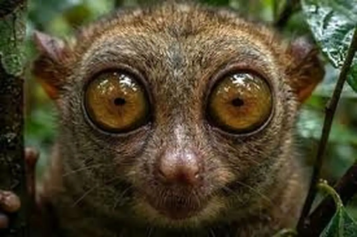 عجیب‌ترین صورت‌ها در دنیای حیوانات و راز بقای آن‌ها 