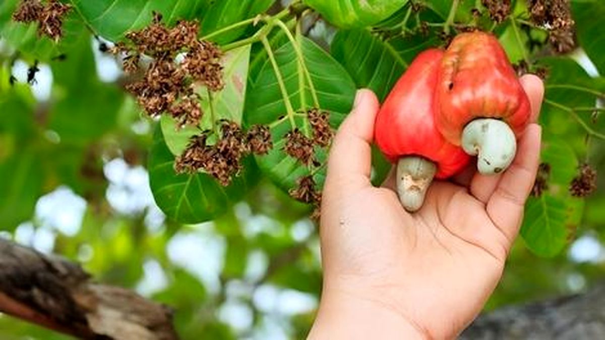 فرایند برداشت و فرآوری بادام هندی گران قیمت چگونه است؟/ ویدئو