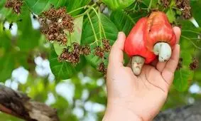 فرایند برداشت و فرآوری بادام هندی گران قیمت چگونه است؟/ ویدئو