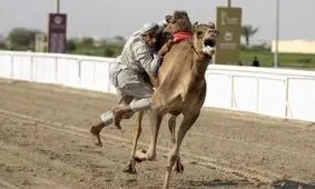  بازی هندبال روی شتر برای نخستین بار در قطر/ عکس

