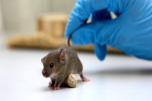سویه‌ های جدید کووید-۱۹ موش‌ها را آلوده می‌کند