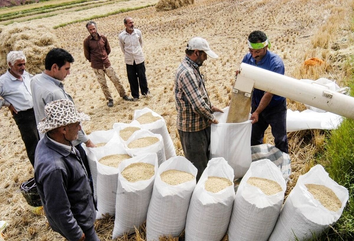 کاهش جدی قیمت برنج در راه است