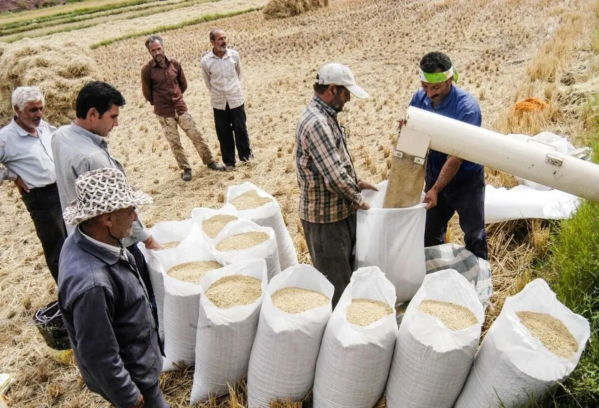 کاهش جدی قیمت برنج در راه است

