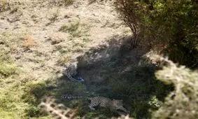 مشاهده دو قلاده پلنگ در ارتفاعات فیروزکوه