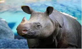 این حیوانات در معرض خطر انقراض قرار دارند/ اینفوگرافیک