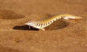 تا به حال ماهی شنی دیده اید؟/ ویدئو