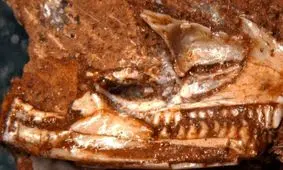 قدیمی‌ترین «مارمولک» جهان با قدمت 205 میلیون سال در یک معدن کشف شد