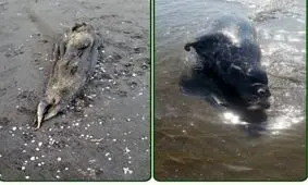 کشف لاشه دو قلاده فوک خزری در سواحل مازندران/ امسال لاشه ۱۸ قلاده فوک کشف شد

