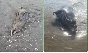 کشف لاشه دو قلاده فوک خزری در سواحل مازندران/ امسال لاشه ۱۸ قلاده فوک کشف شد

