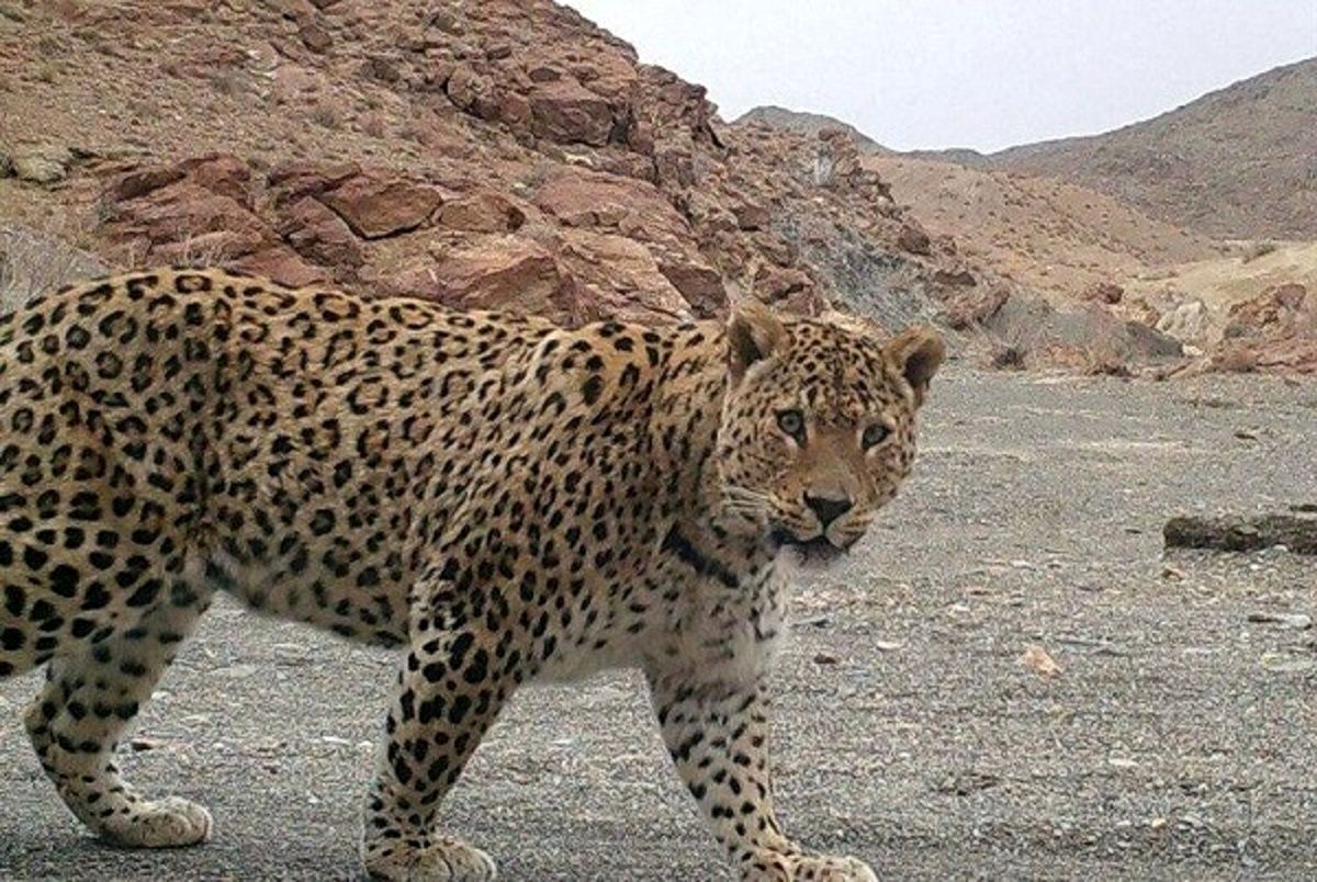 چشم‌در‌چشم شدن با پلنگ ایرانی در پارک ملی تندوره/ ویدئو