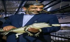 تمساح در دستان ضرغامی