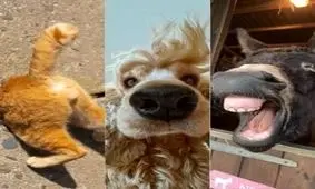 تصاویر برتر مسابقه عکاسی کمدی از حیوانات خانگی 2024 مشخص شدند