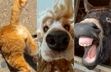 تصاویر برتر مسابقه عکاسی کمدی از حیوانات خانگی 2024 مشخص شدند