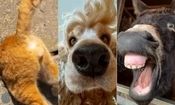 تصاویر برتر مسابقه عکاسی کمدی از حیوانات خانگی 2024 مشخص شدند