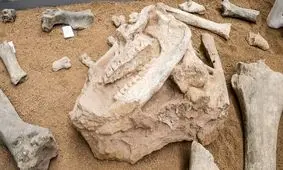 کشف فسیل‌هایی «بسیار نادر» از دل خاک