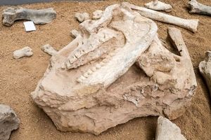 کشف فسیل‌هایی «بسیار نادر» از دل خاک