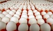 قیمت رسمی تخم‌ مرغ اعلام شد