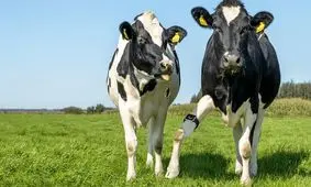 بررسی سلامتی گاوها با ساعت هوشمند

