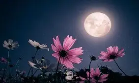 طلوع ماه صورتی در آسمان شب