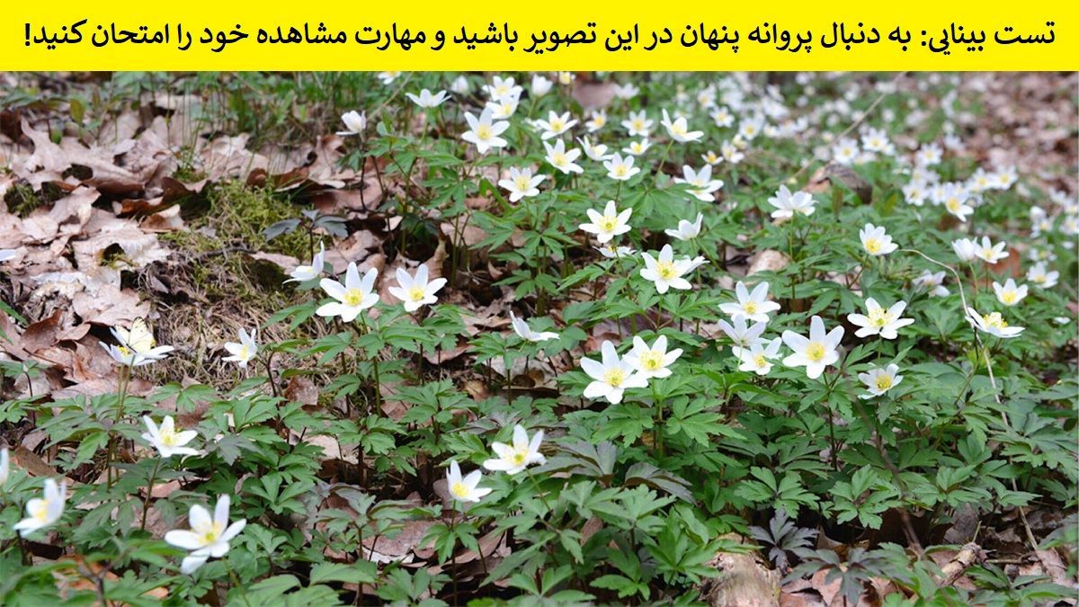 تست بینایی یافتن پروانه میان گل ها