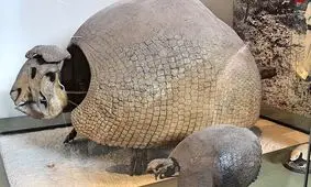 غول‌های واقعی که در آخرین یخبندان منقرض شدند