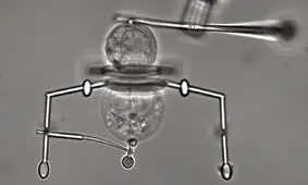 تغییر تنظیمات سلول‌ها با کمک میکروربات‌ها

