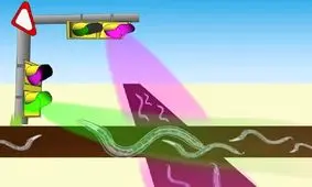 کرم‌هایی که از چراغ راهنمایی پیروی می‌کنند

