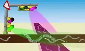 کرم‌هایی که از چراغ راهنمایی پیروی می‌کنند

