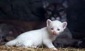 تولد یک توله پومای زال به شدت کمیاب/ ویدئو