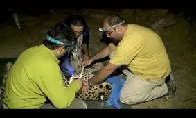 زنده‌گیری پلنگ ایرانی در تلویزیون