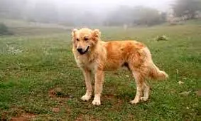 مهارت شگفت‌انگیز یک سگ برای هدایت گله گوسفندان به سمت آغل/ ویدئو