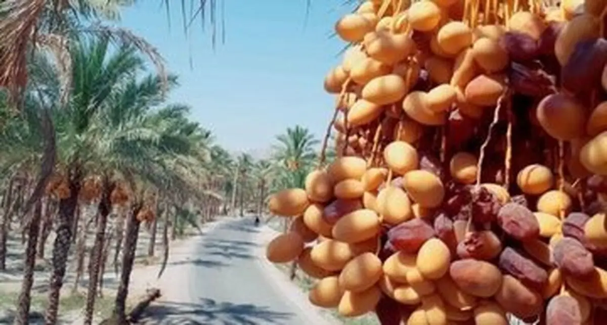 راهنمای تصویری خرماشناسی 