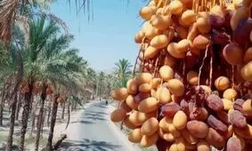 ایران به ۸۰ کشور خرما صادر می‌کند