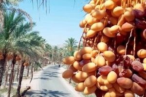 هرمزگان، دومین استان خرما خیز کشور