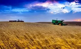 گندم می‌تواند به بورس کالا برگردد

