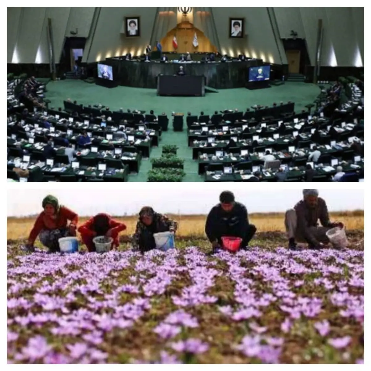 پیش بینی کاهش تولید زعفران ایران، باعث افزایش تقاضای مشتریان خارجی این محصول شده است
