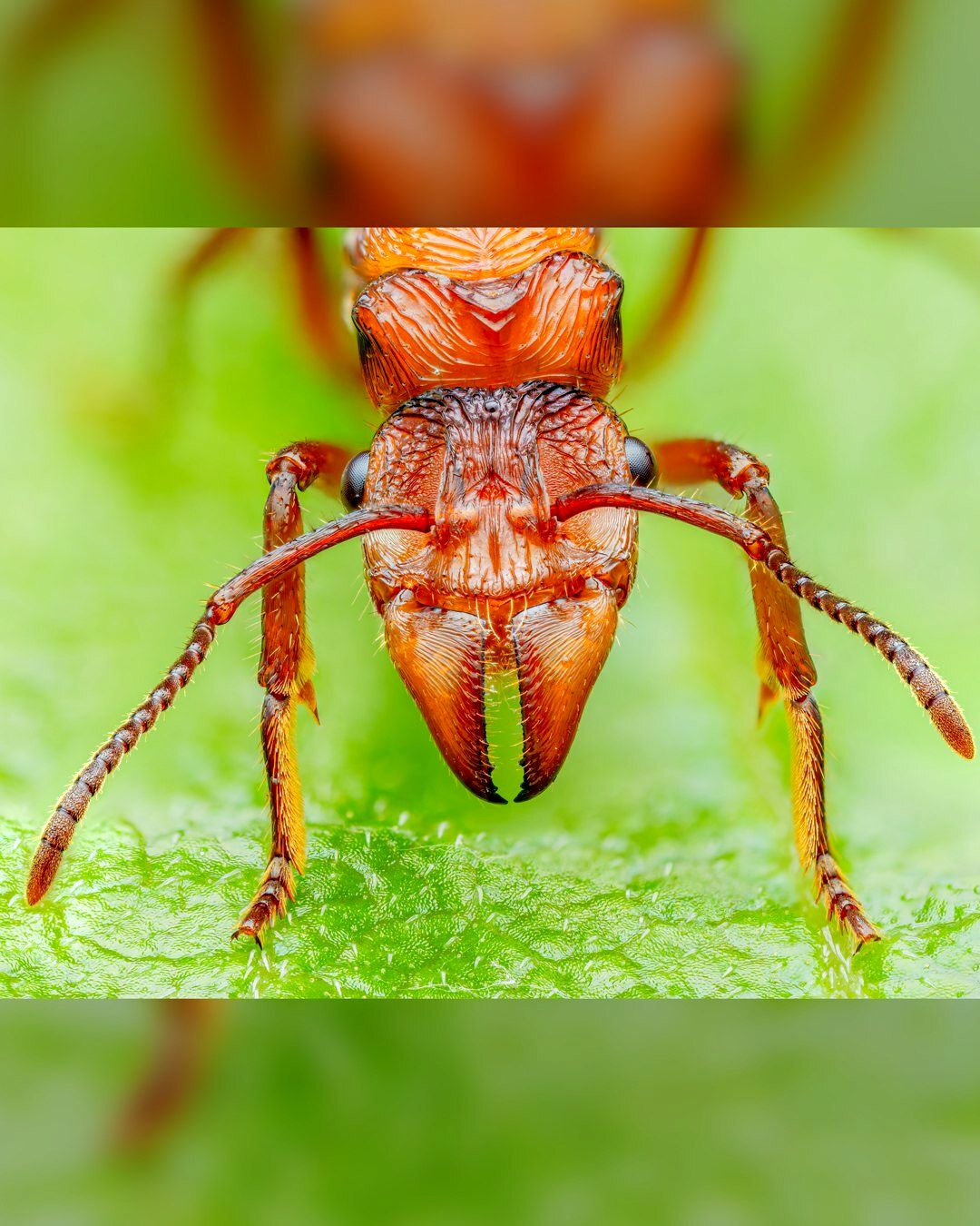 مورچه‌های غول‌پیکر با آرواره‌های قدرتمند (عکس)